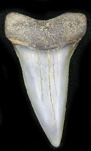 Fossil Mako (Isurus) Shark Tooth - Belgium #24385